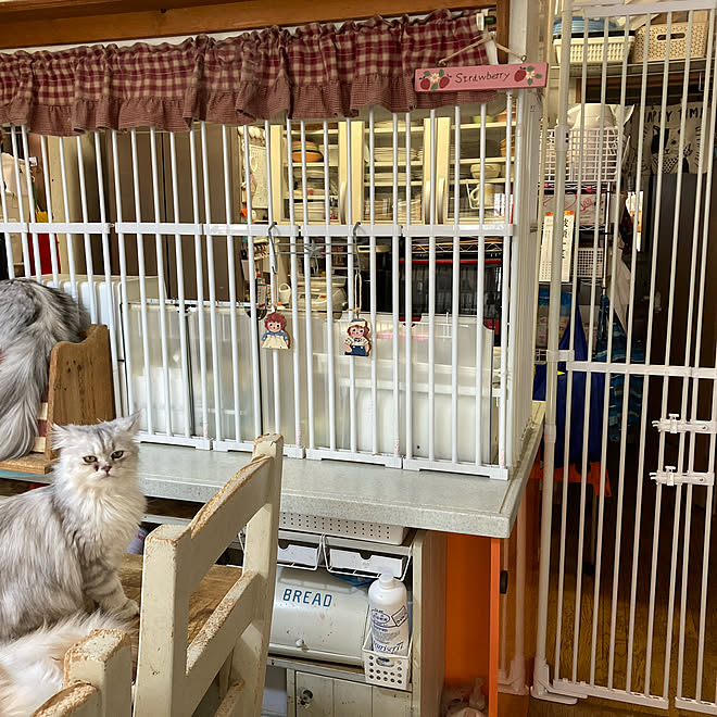 ダイソー ニトリ 猫と暮らす家 猫侵入防止 キッチン侵入防止 などのインテリア実例 22 02 14 45 22 Roomclip ルームクリップ ダイソー ニトリ 猫と暮らす家 猫侵入防止 キッチン侵入防止 などのインテリア実例 22 02 14 45 22 Roomclip ルームクリップ