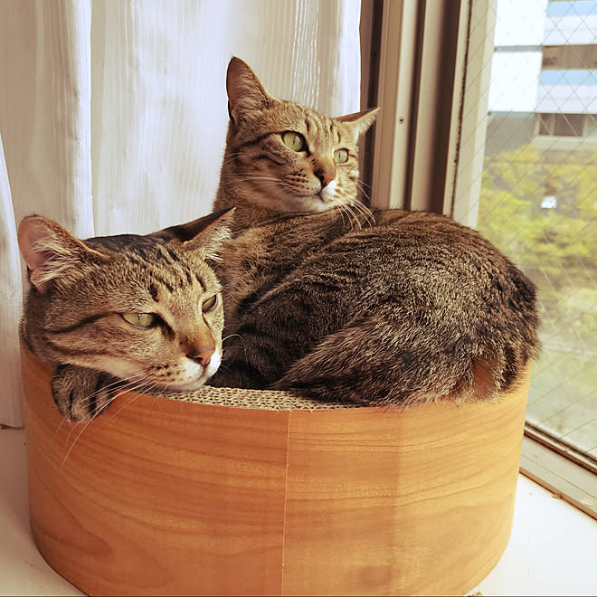 猫スペース びび 猫 キジトラ猫 にゃーず などのインテリア実例 04 28 33 57 Roomclip ルームクリップ