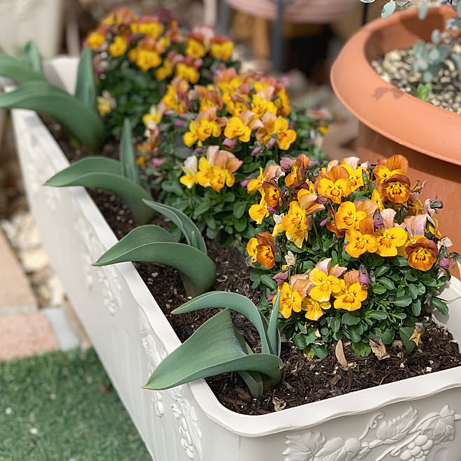 玄関前 ガーデニング 春の庭 ガーデニング お家で楽しく ナチュラル などのインテリア実例 22 03 29 10 23 53 Roomclip ルームクリップ