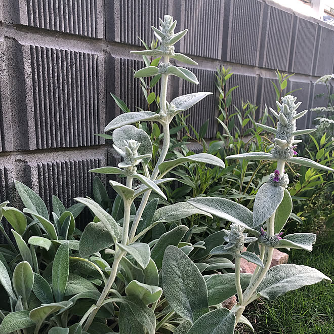 ハーブ ラムズイヤー ガーデニング大好き 庭の花 花が好き などのインテリア実例 05 21 22 42 44 Roomclip ルームクリップ