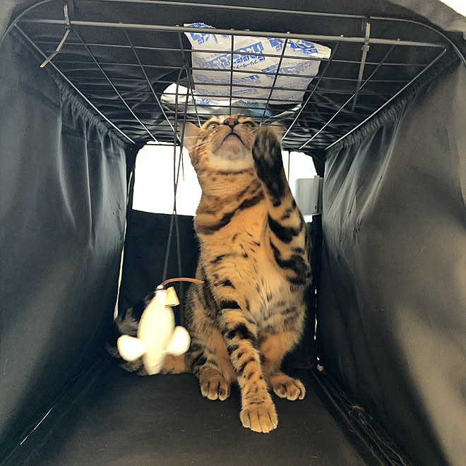 保冷剤活用法 ひんやりグッズ Daiso ねこグッズ おでかけ などのインテリア実例 21 07 16 31 47 Roomclip ルームクリップ