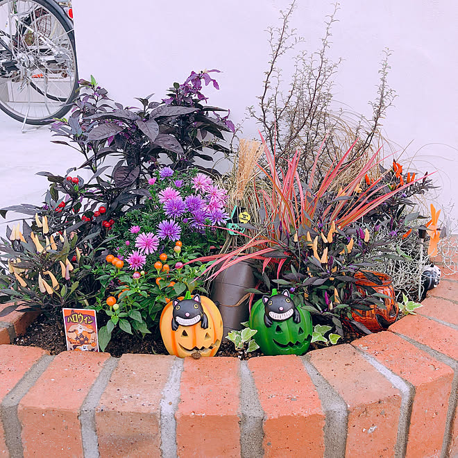 花壇 ディスプレイコーナー ハロウィン 玄関 入り口 花のある暮らし などのインテリア実例 19 09 01 07 36 13 Roomclip ルームクリップ