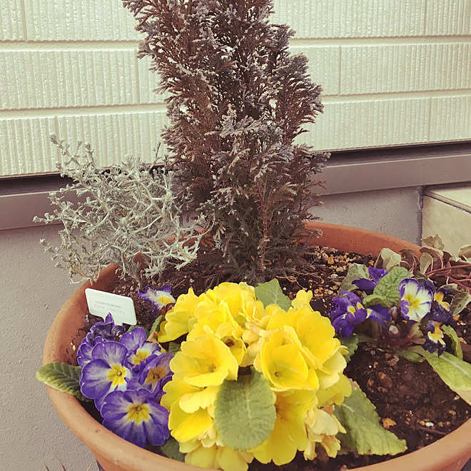 玄関 入り口 プリムラジュリアン クッションブッシュ プラチーナ 寄植えのインテリア実例 19 02 23 16 50 30 Roomclip ルームクリップ