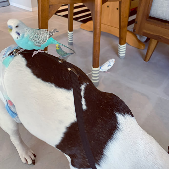 セキセイインコ リビングのインテリア実例 21 01 16 12 41 25 Roomclip ルームクリップ