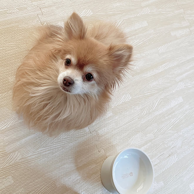 うちの子になってくれてありがとう ポメ女 たまにチワワ ポメラニアン 保護犬シニア などのインテリア実例 21 12 04 14 13 55 Roomclip ルームクリップ