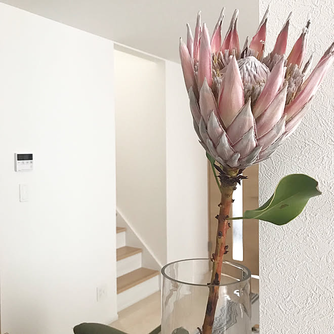 プロテア ワイルドフラワー 花のある暮らし 花 植物 などのインテリア実例 19 09 12 08 43 44 Roomclip ルームクリップ プロテア ワイルドフラワー 花のある暮らし 花 植物 などのインテリア実例 19 09 12 08 43 44 Roomclip ルームクリップ