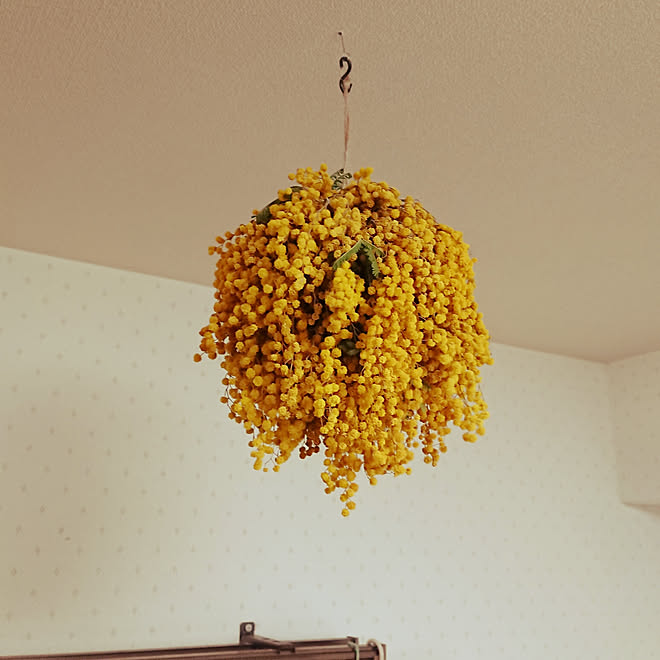 リビング ミモザ ドライフラワー 天井 吊り下げ などのインテリア実例 19 03 18 03 07 09 Roomclip ルームクリップ