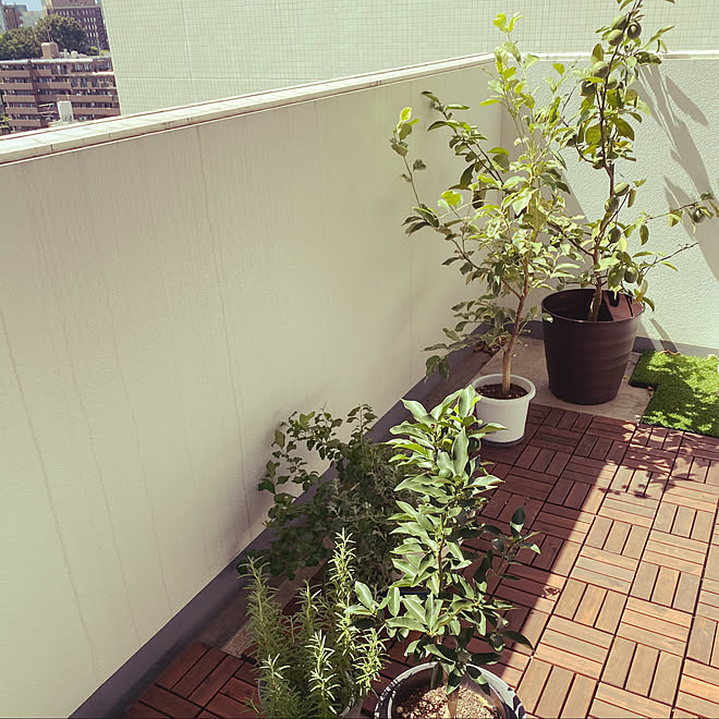 観葉植物 庭のインテリア実例 09 08 12 50 37 Roomclip ルームクリップ