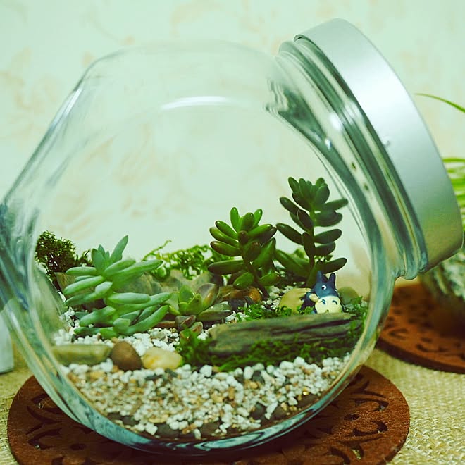 多肉植物 テラリウム トトロ 多肉植物初心者のインテリア実例 16 11 28 13 55 28 Roomclip ルームクリップ 多肉植物 テラリウム トトロ 多肉植物初心者のインテリア実例 16 11 28 13 55 28 Roomclip ルームクリップ