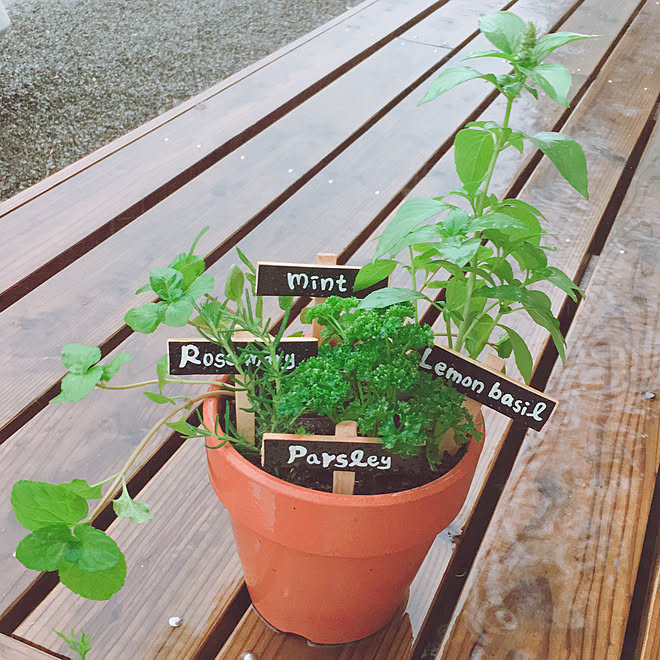 玄関 入り口 パセリ ローズマリー レモンバジル オーデコロンミント などのインテリア実例 18 04 24 32 57 Roomclip ルームクリップ