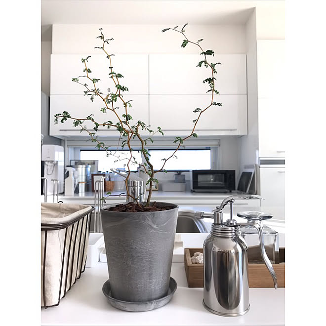 ステンレス 霧吹き 買い替えました 植物のある暮らし シンプルが好き などのインテリア実例 18 11 02 13 50 07 Roomclip ルームクリップ