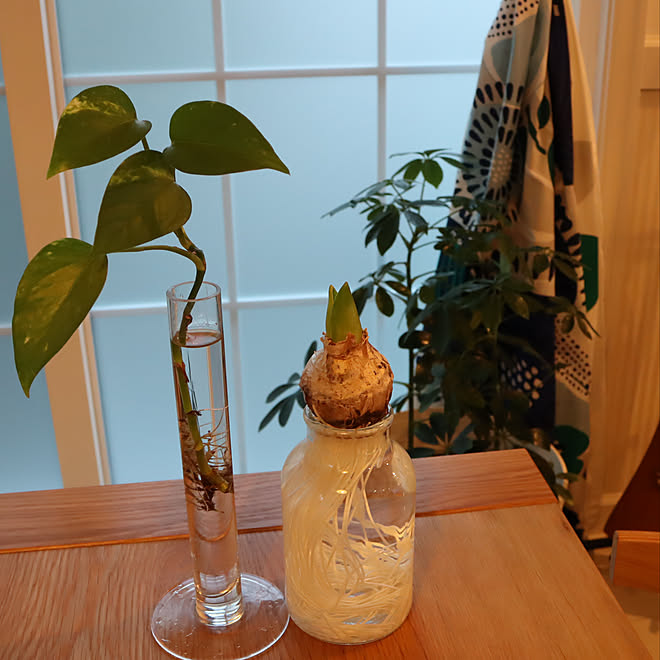 水耕栽培 ギター カポック みなさんの素敵なインテリアに癒されてます 22年もよろしくお願いいたします などのインテリア実例 22 01 04 07 44 48 Roomclip ルームクリップ