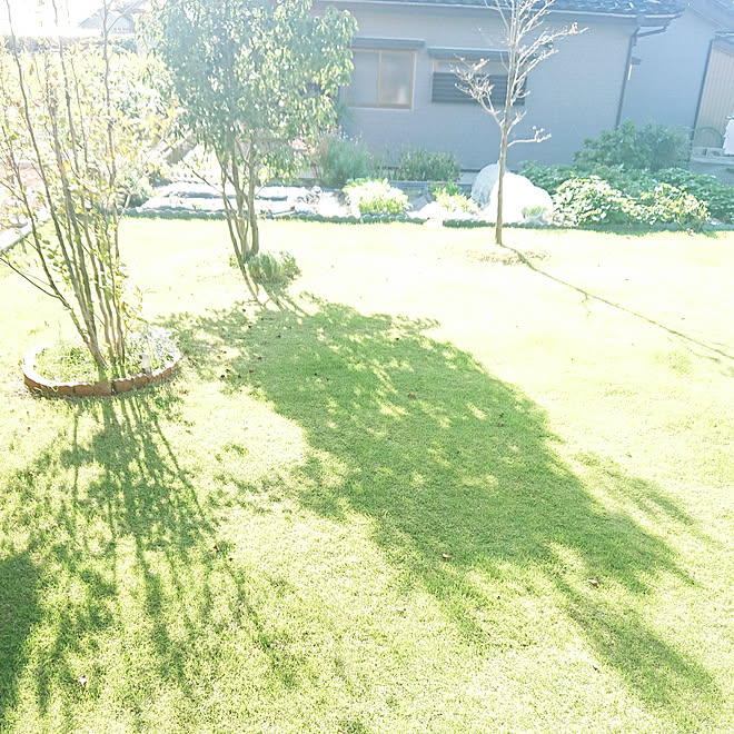 部屋全体 庭 芝生 ナツツバキ シラカシ などのインテリア実例 18 10 13 09 12 33 Roomclip ルームクリップ