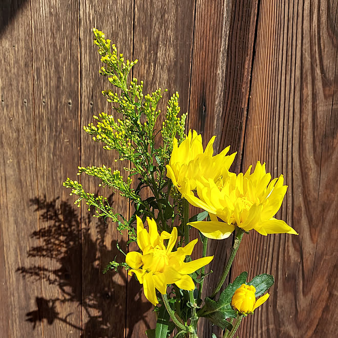 ソリダコ 菊 生け花 花瓶 植物 などのインテリア実例 22 04 03 00 42 15 Roomclip ルームクリップ