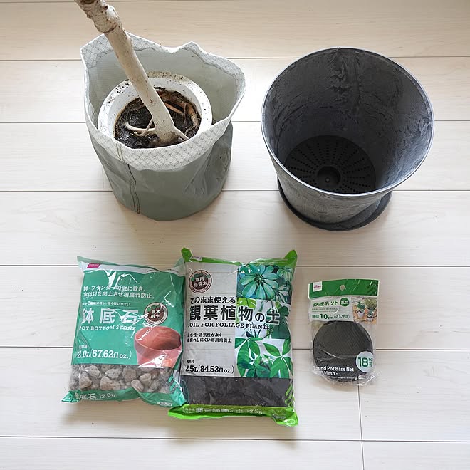 アートストーン鉢 観葉植物のある暮らし ウンベラータ ダイソー 園芸用品 Roomclipショッピングで買ったもの などのインテリア実例 22 08 14 16 41 44 Roomclip ルームクリップ