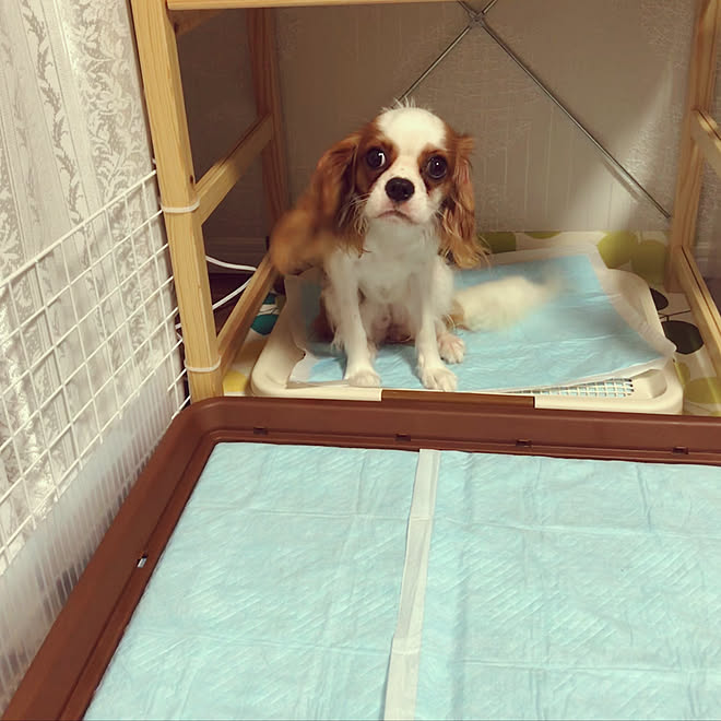 ダイニング キャバリアキングチャールズスパニエル キャバリア 犬のいる暮らし 犬のトイレ などのインテリア実例 18 06 14 15 46 03 Roomclip ルームクリップ