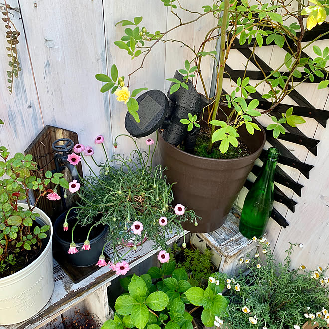 モッコウバラ ベランダガーデニング ウッドデッキ ベランダガーデン 中古住宅 などのインテリア実例 19 04 16 08 19 09 Roomclip ルームクリップ