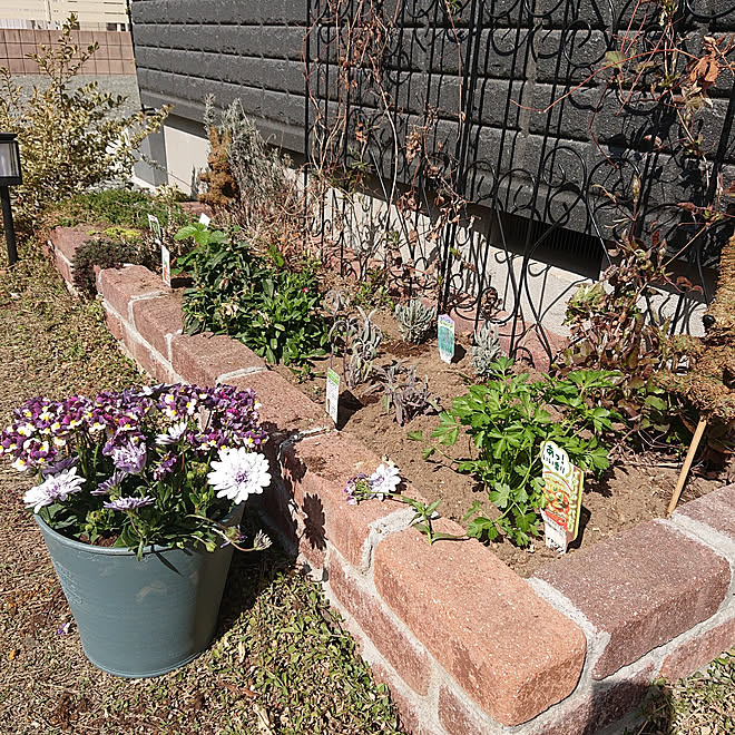 玄関 入り口 庭 ハーブ 花壇 手作り 花壇ｄｉｙ などのインテリア実例 21 03 15 00 43 36 Roomclip ルームクリップ