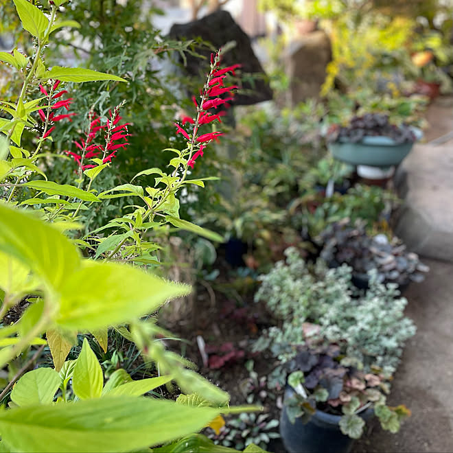 細長い庭 パイナップルセージ 秋 11月 植物のある暮らし などのインテリア実例 22 11 02 07 38 09 Roomclip ルームクリップ