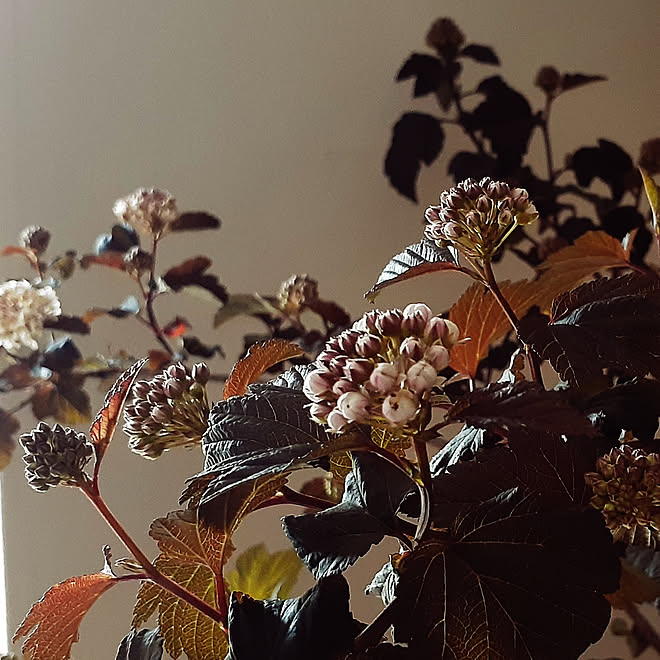 庭の花 珪藻土の壁 アメリカテマリシモツケ ディアボロ グリーンのある暮らし 5 24 などのインテリア実例 05 24 11 52 44 Roomclip ルームクリップ