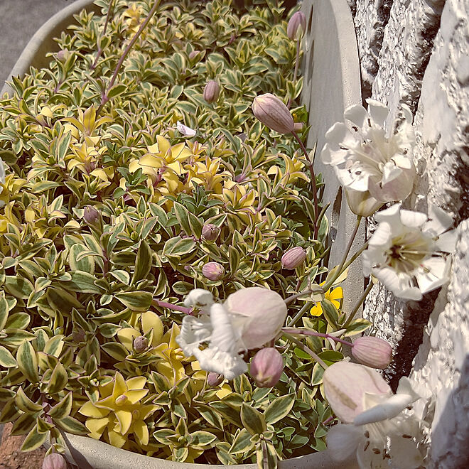 庭 ガーデニング 春の花のインテリア実例 04 08 16 53 30 Roomclip ルームクリップ