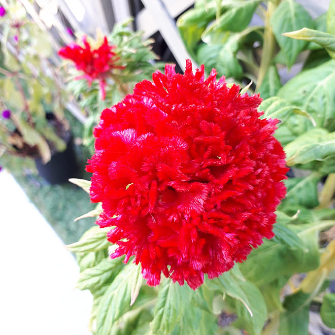 玄関 入り口 久留米ケイトウ 休日の過ごし方 庭 半日陰 などのインテリア実例 21 10 24 10 02 38 Roomclip ルームクリップ