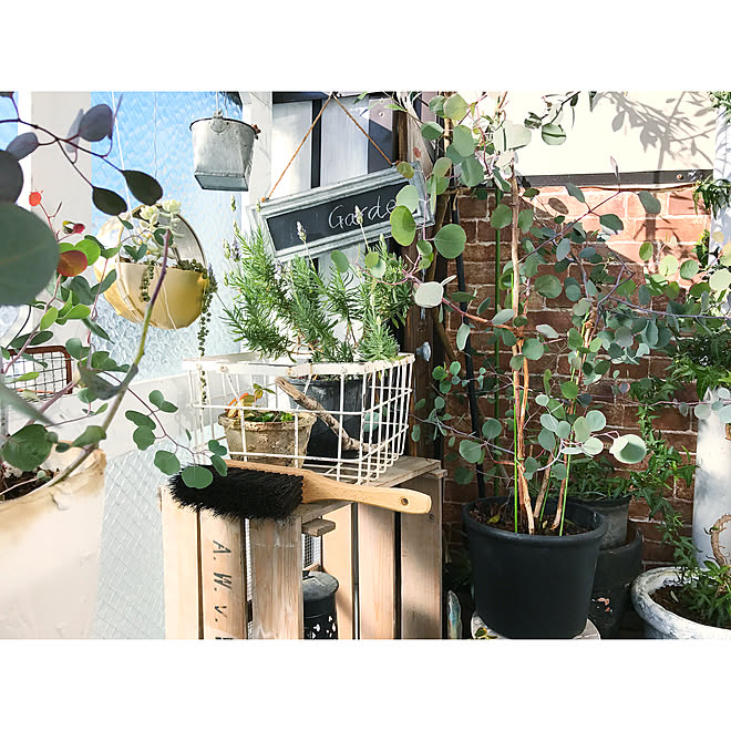 玄関 入り口 マンションベランダ ベランダガーデン ハーブ レンガ柄壁紙 などのインテリア実例 18 01 18 07 30 04 Roomclip ルームクリップ