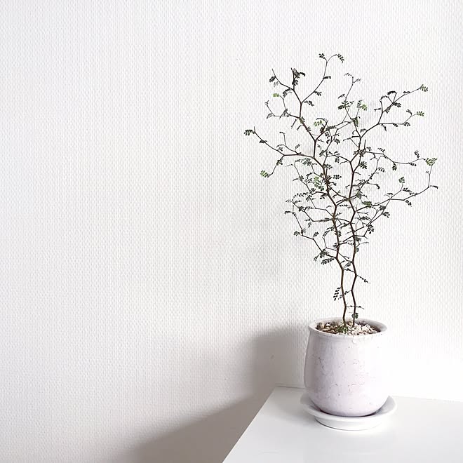 リビング ソフォラ ミクロフィラ リトルベイビー ソフォラのインテリア実例 16 04 23 15 09 40 Roomclip ルームクリップ