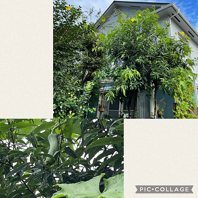 雑木の庭 食用ヘチマ 家庭菜園 ガーデニング イベント参加 などのインテリア実例 21 09 18 12 36 08 Roomclip ルームクリップ