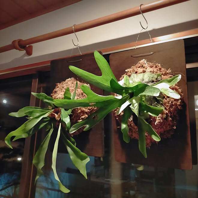 壁 天井 ビカクシダ 板付 せりあ ウォールナット などのインテリア実例 10 06 21 55 32 Roomclip ルームクリップ 壁 天井 ビカクシダ 板付 せりあ ウォールナット などのインテリア実例 10 06 21 55 32 Roomclip ルームクリップ