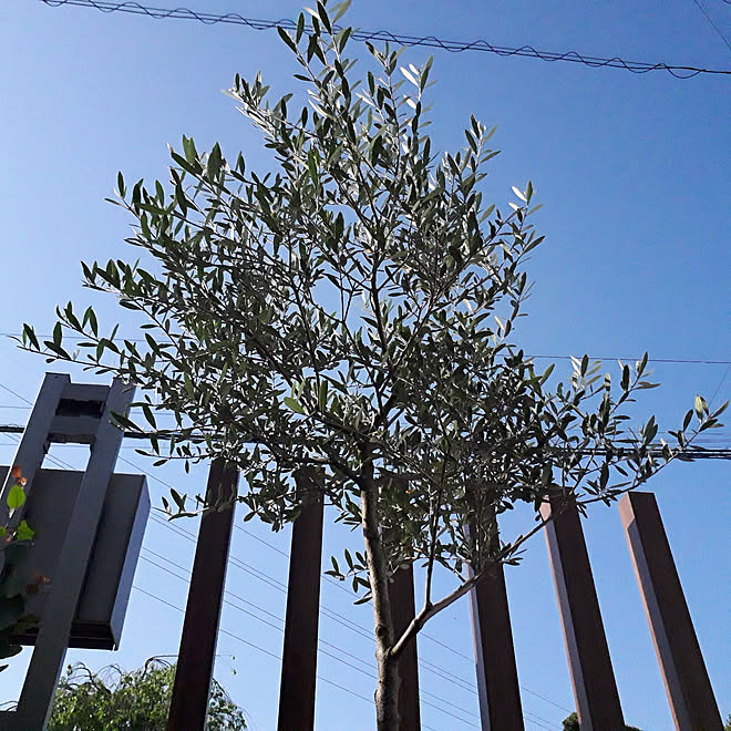 玄関 入り口 シンボルツリー オリーブの木 ネバディロブランコ おうちだいすき などのインテリア実例 21 05 08 10 03 25 Roomclip ルームクリップ