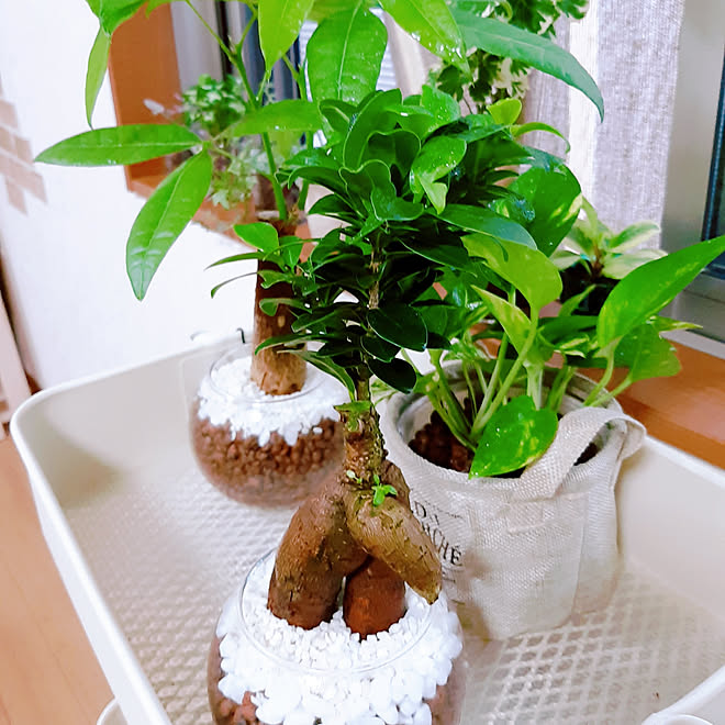 ベッド周り ハイドロカルチャー セラミス ダイソー ナチュラル などのインテリア実例 06 12 07 12 40 Roomclip ルームクリップ