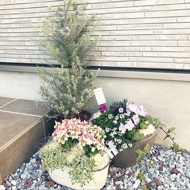 ブリキポット アイビー ビオラ シレネ 寄せ植え などのインテリア実例 03 12 15 56 05 Roomclip ルームクリップ