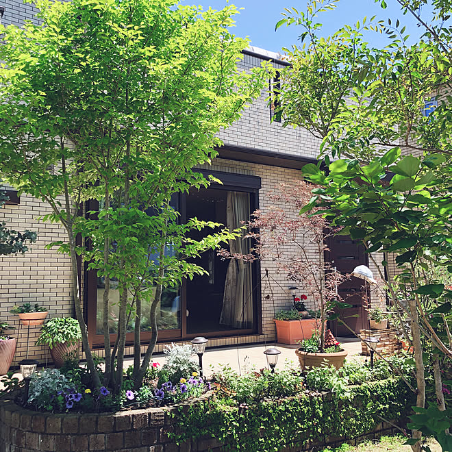 ハイノキ こどもと暮らす 植物 庭 ガーデニング などのインテリア実例 05 06 39 03 Roomclip ルームクリップ