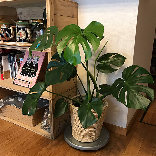 モンステラ 観葉植物のある暮らし 観葉植物 ドイツのビアジョッキ カフェ風 などのインテリア実例 19 06 08 18 10 31 Roomclip ルームクリップ モンステラ 観葉植物のある暮らし 観葉植物 ドイツのビアジョッキ カフェ風 などのインテリア実例 19 06 08 18 10 31 Roomclip ルームクリップ