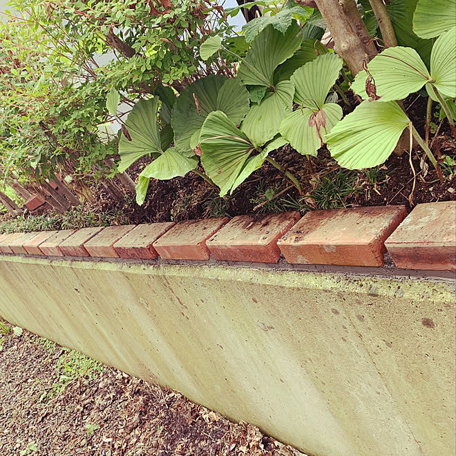 マイホーム 庭いじり レンガdiy 花壇ｄｉｙ 日除けシェード などのインテリア実例 07 01 14 35 35 Roomclip ルームクリップ