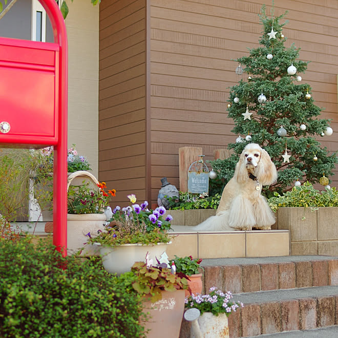 玄関 入り口 クリスマス コニファー ボールバード 犬と暮らす アメリカンコッカースパニエル などのインテリア実例 12 12 16 08 24 Roomclip ルームクリップ