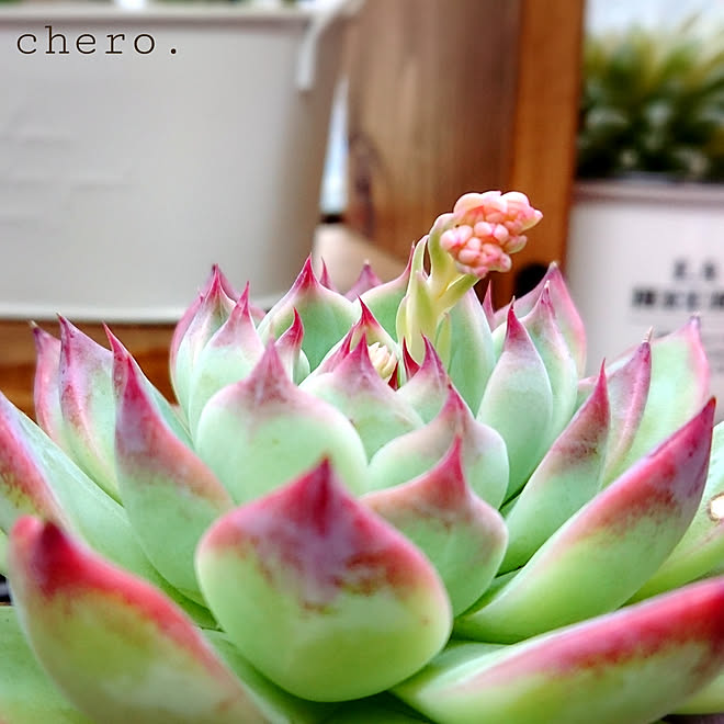 キッチン ダイソー 多肉植物 桃太郎 ハオルチア などのインテリア実例 18 03 24 18 48 02 Roomclip ルームクリップ