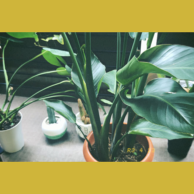 サボテン モンステラ 100均 一人暮らし ダイソー などのインテリア実例 21 04 23 10 47 27 Roomclip ルームクリップ