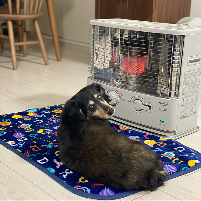 昨日お家シャンプーした2匹 三男くん 犬達 留守番中はエアコンなんだよな 電力逼迫警報 片付けては出して などのインテリア実例 22 03 22 08 13 50 Roomclip ルームクリップ