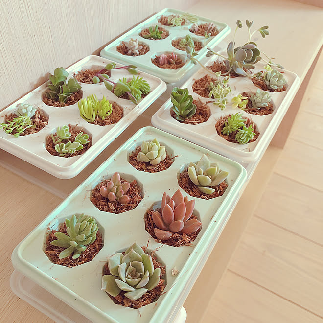 ベラボンサキュレント 多肉カット苗 造作家具 多肉ポット 多肉植物 などのインテリア実例 05 28 17 09 35 Roomclip ルームクリップ