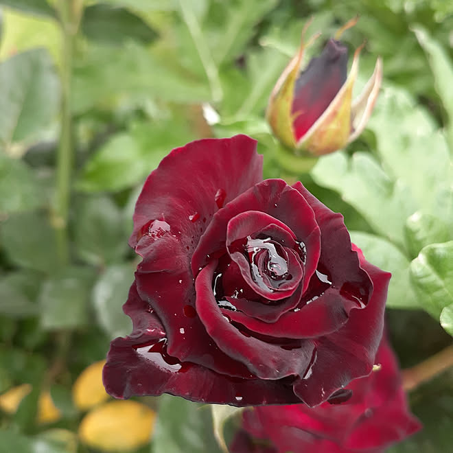 部屋全体 黒薔薇 薔薇のある暮らし 薔薇のある庭 バラのアーチに憧れる などのインテリア実例 21 06 04 17 48 15 Roomclip ルームクリップ 部屋全体 黒薔薇 薔薇のある暮らし 薔薇のある庭 バラのアーチに憧れる などのインテリア実例 21 06 04 17 48 15 Roomclip ルームクリップ