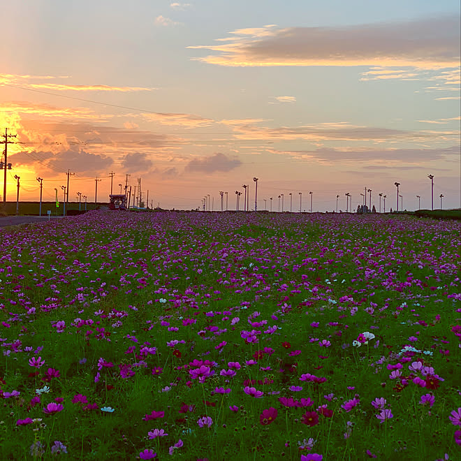 夕焼け雲 お茶畑 夕日 花が好き 秋空 などのインテリア実例 10 22 10 37 Roomclip ルームクリップ