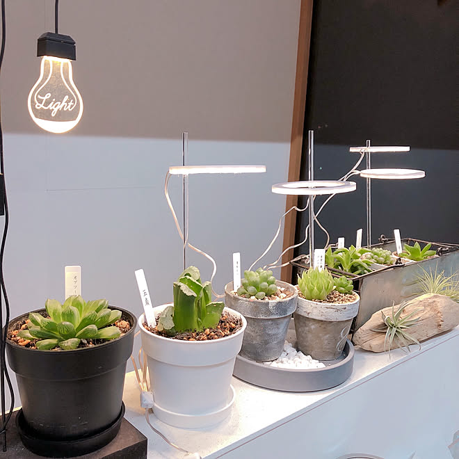 ハオルチア 育成ライト 買ってよかったもの キッチンのインテリア実例 21 10 24 55 43 Roomclip ルームクリップ