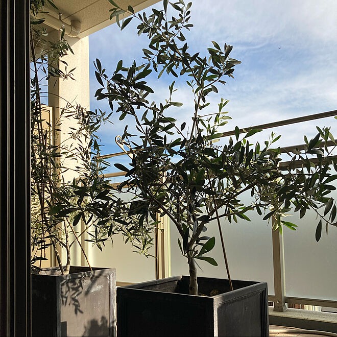 オリーブの鉢 オリーブの木 植物のある暮らし ベランダガーデン 玄関 入り口のインテリア実例 05 14 22 11 44 Roomclip ルームクリップ