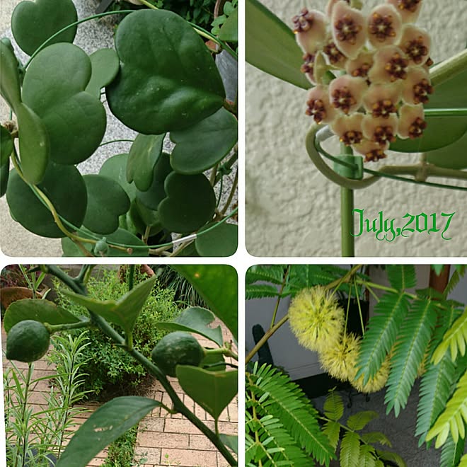 ベッド周り 観葉植物 ハートホヤ ハートホヤの花 エバーフレッシュの花 などのインテリア実例 17 07 15 08 48 04 Roomclip ルームクリップ