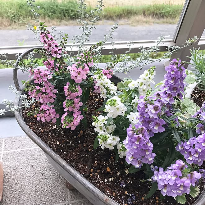 玄関 入り口 ベランダガーデニング アンゲロニア 寄せ植え初心者 寄せ植えのインテリア実例 17 06 18 37 22 Roomclip ルームクリップ 玄関 入り口 ベランダガーデニング アンゲロニア 寄せ植え初心者 寄せ植えのインテリア実例 17 06 18 37 22 Roomclip ルームクリップ