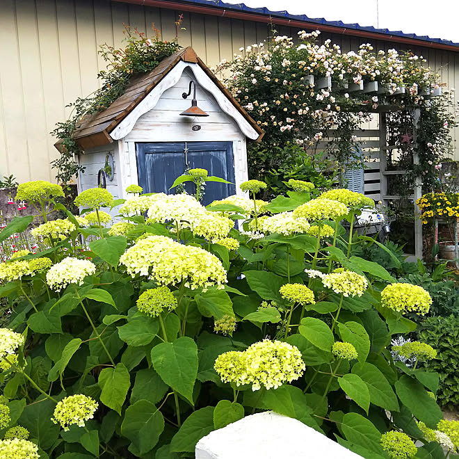 紫陽花 ガーデニング ガーデン 薔薇 物置小屋 などのインテリア実例 19 06 07 11 12 Roomclip ルームクリップ