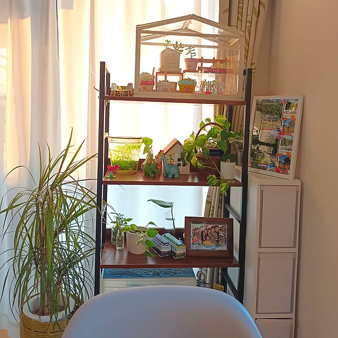 棚 ディスプレイ棚 観葉植物のある暮らし 多肉植物のある暮らし 観葉植物 などのインテリア実例 22 09 30 18 29 45 Roomclip ルームクリップ