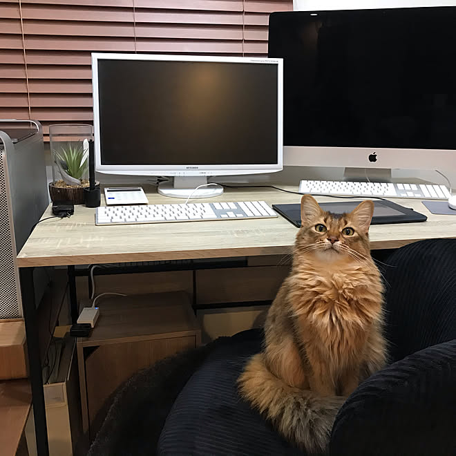 パソコンデスク タチカワブラインド テレワーク 猫のいる生活 猫 などのインテリア実例 04 05 01 28 45 Roomclip ルームクリップ